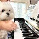 예쁜소리피아노교습소 이미지