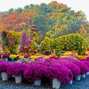 "오천만 송이 국화의 유혹" 11월까지 볼 수 있는 가을꽃 축제 이미지