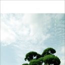 천년향 이미지