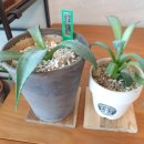 아가베 서울(Agave) 이미지