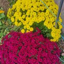 후용초등학교 이미지