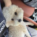 봉쥬르 밀크숑 이미지