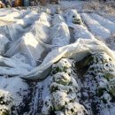 버드리농장 이미지