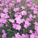 낙동강변22 이미지