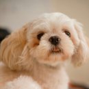 애견이야기 이미지