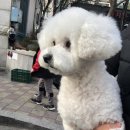 송도멍멍이발소 이미지