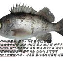 "볼락" 보라어(甫羅魚). 우해이어보」(牛海異魚譜) 이미지
