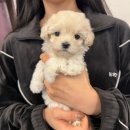 댕오빠 이미지