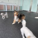 도그어스플래닛 영종도점 | [내돈내산 : 애견 호텔링 후기] 인천공항 근처 애견 호텔링 / 중형견 호텔링 - 도그어스플래닛 영종도점