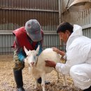 연관목장 이미지