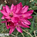 마벨 이미지
