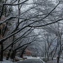 서울대공원 산책길 설경 이미지