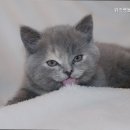 위즈펫동물병원 이미지