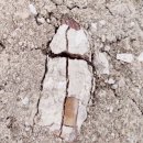 (팔레오토피아) 초희귀 아시아 티라노사우루스류 공룡 주청티라누스 이빨화석 판매