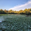 중앙로(중앙성당) (시민회관방면) | 대구의 여름, 보랏빛 꿈길을 걷다! 배롱나무 명소 BEST 5와 일정 등 총정리