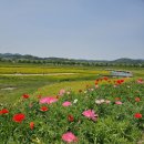 청주 농업기술센터 유채꽃 베이커리공간 이미지