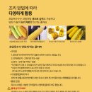 지금애월 이미지