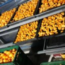 호랭이농장 이미지