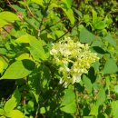 김해봉황초등학교 이미지