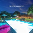 도그버디 이미지