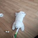 설기조아 이미지