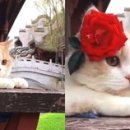 꽃냥이 이미지