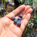 황포냉면 이미지