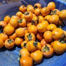 꼬독꼬독 이미지