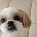 꼬마애견샵 이미지