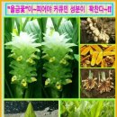 순창청매실고추장 이미지