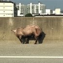 돼지한마리 이미지