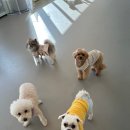 댕겨올개 이미지