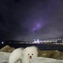 보니더펫 이미지