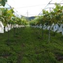 우혁농장 이미지