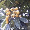 전남녹즙 이미지