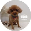 개들의 집 이미지