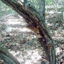 한국의 산삼과 상황버섯 이미지