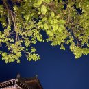 양지-3514 | 경주 황리단길 포토존이 많은 핫한 카페 [Olivee_올리브]