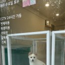 멍뭉이 쌀롱 이미지