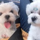 기분좋은 동물병원 이미지