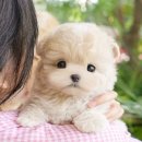 영천동물병원 | 영천 강아지 무료분양 어디서? 미유펫 대구점에서 첫 시작!