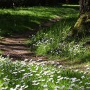 별,바람,꽃길 이미지