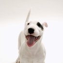 달려라 바우 이미지