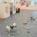 호야별 애견유치원 | 제주 애견유치원 추천 픽드랍 가능한 호야별 애견유치원 이용 후기