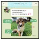 한국지체장애인협회 앞 | 한국장애인도우미견협회 시각장애인 안내견 입양