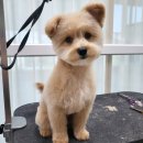 폼#반려견미용실 이미지