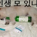 투모아 이미지