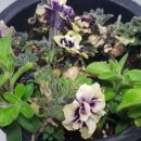 흑진주목장 이미지