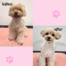 몽글몽글 애견유치원 | 안산대형견미용 잘하는곳 골든두들 배냇미용 곰돌이+ 스포팅 컷