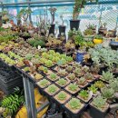 인수다육 이미지